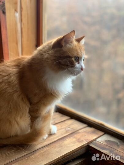 Передержка животных