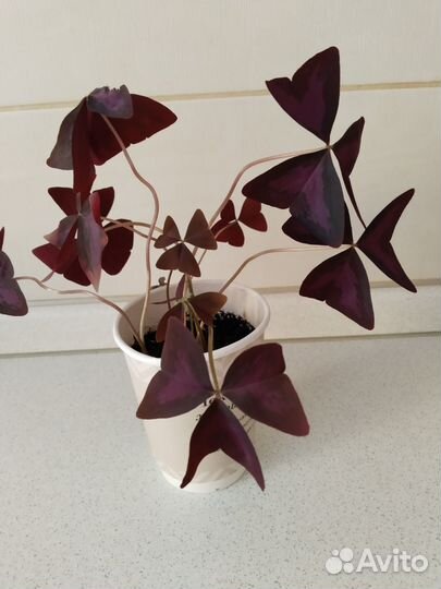 Продам цветы комнатные оксалис