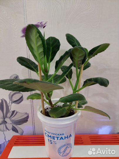 Глоксиния махровая