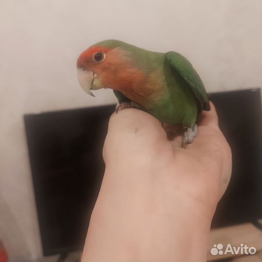 Попугай неразлучник
