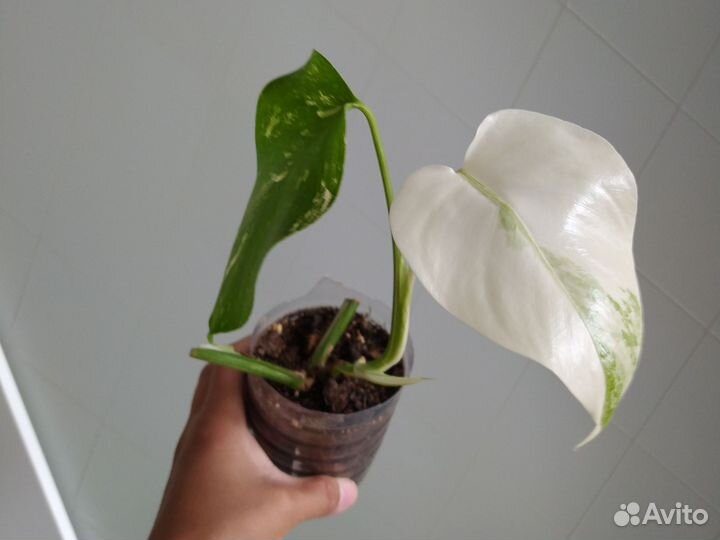 Монстера альба