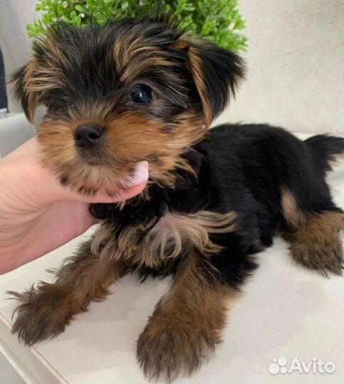 Девочки мини и стандарт