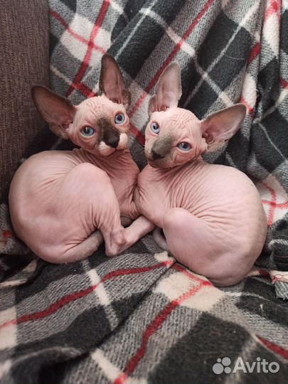 Канадский сфинкс