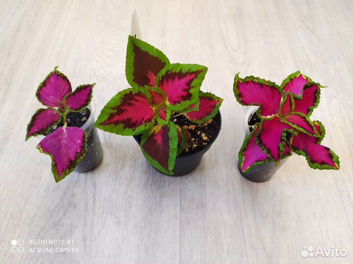 Комнатные растишки-3. (Обмен)