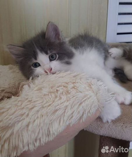 Котята ищут дом