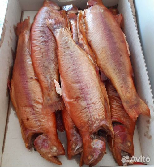 Форель охлажденная из Карелии