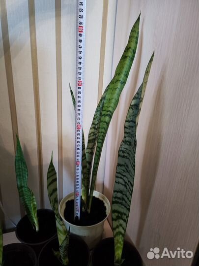 Сансевиерия (тещин язык)