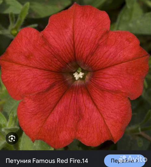 Петуния, петхоа, сурфиния, калиброхоа