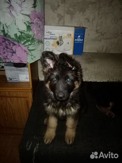Немецкая овчарка щенок мальчик остался без родосл