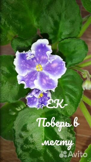 Фиалки набор