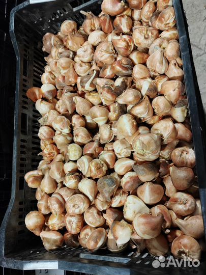 Охлажденые луковицы тюльпанов для выгонки