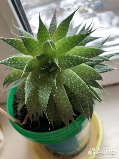 Суккуленты. Комнатные растения