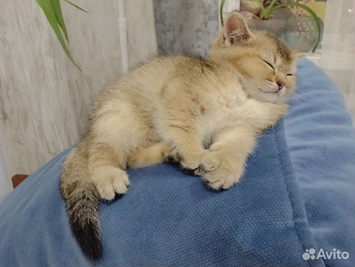 Шотландская