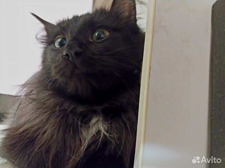 Отдадим в добрые руки очаровательного котенка