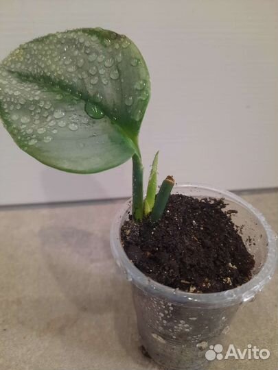 Сциндапсус дарк форм, мунлайт