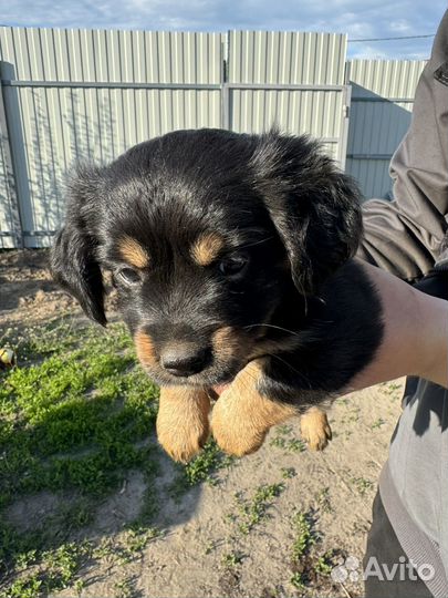 Той-терьер щенок девочка