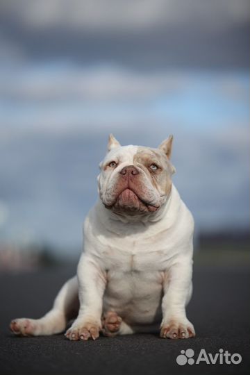 Американский булли микро