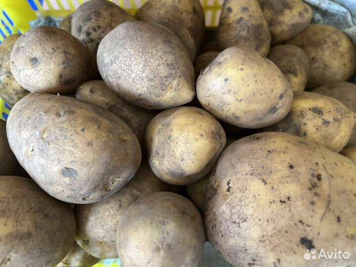 Продам картофель