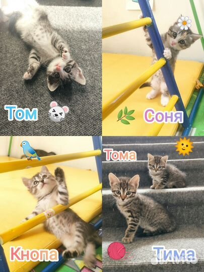 Котята в добрые руки