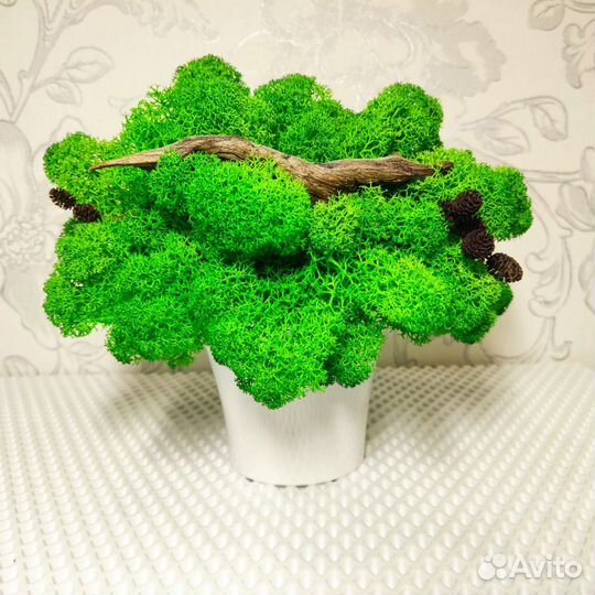 Стабилизированный мох картина