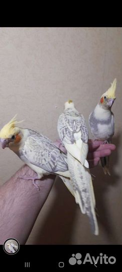 Попугаи Корелла Нимфа оптом