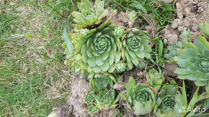 Молодило каменная роза