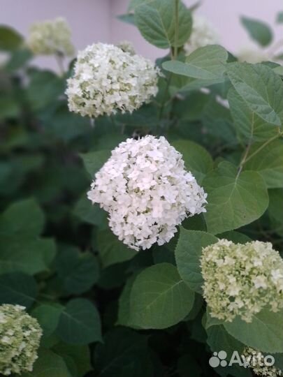 Бульданешь саженцы