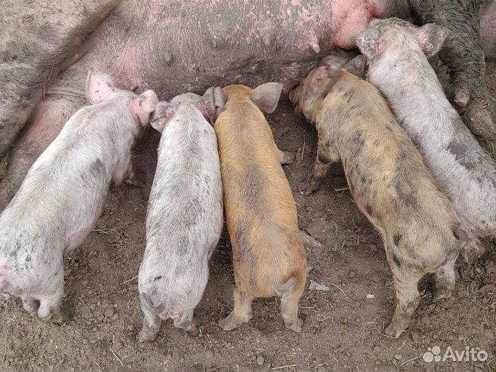 Продаю поросят месяц и ниделя