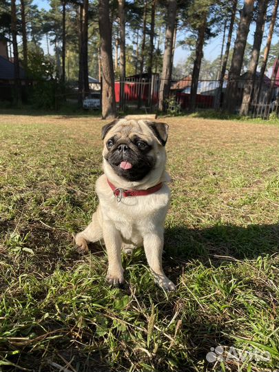 Мопс вязка мальчик