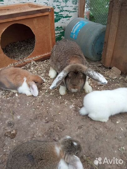 Кролики французкий баран