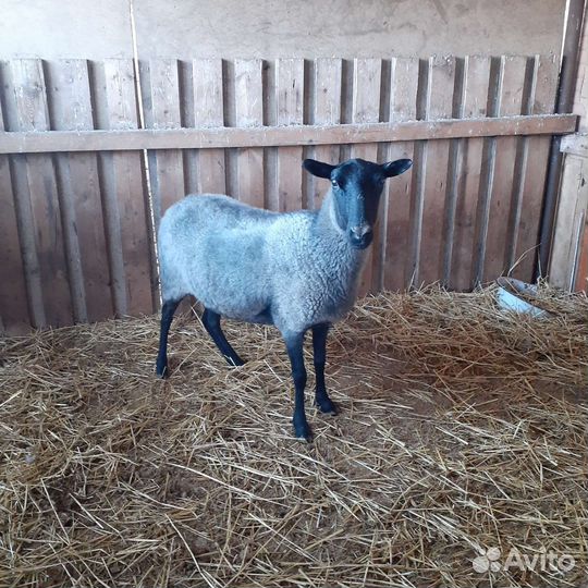 Овцы, ягнята