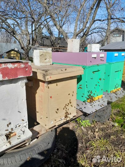 Продаю пчелопакеты
