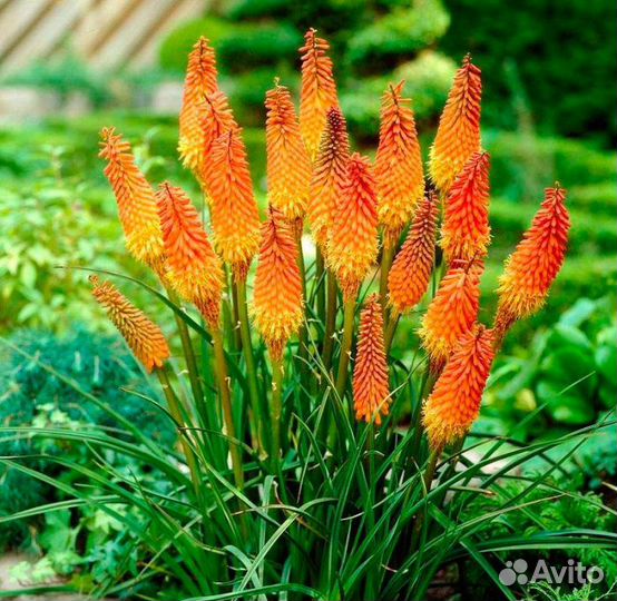 Продам Книфофия