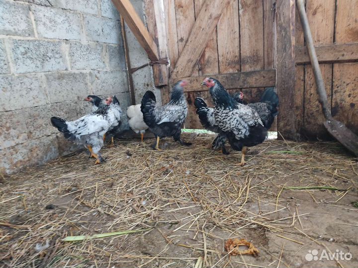 Молодые петухи и курицы