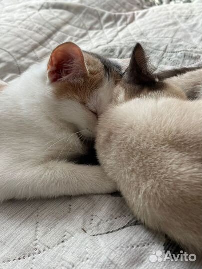 Кошечка в добрые руки