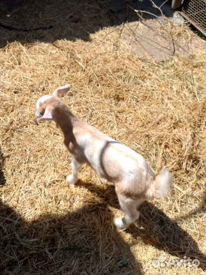 Продаю козочку