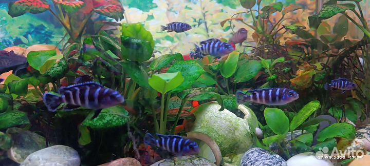 Аквариумные рыбки цихлиды