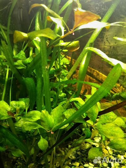 Аквариумное растение