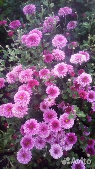 Лилии,хризантемы