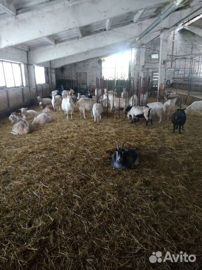 Козы козлята