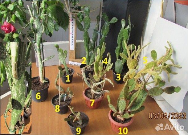 Кактусы, Суккуленты, Опунции / Сентябрь