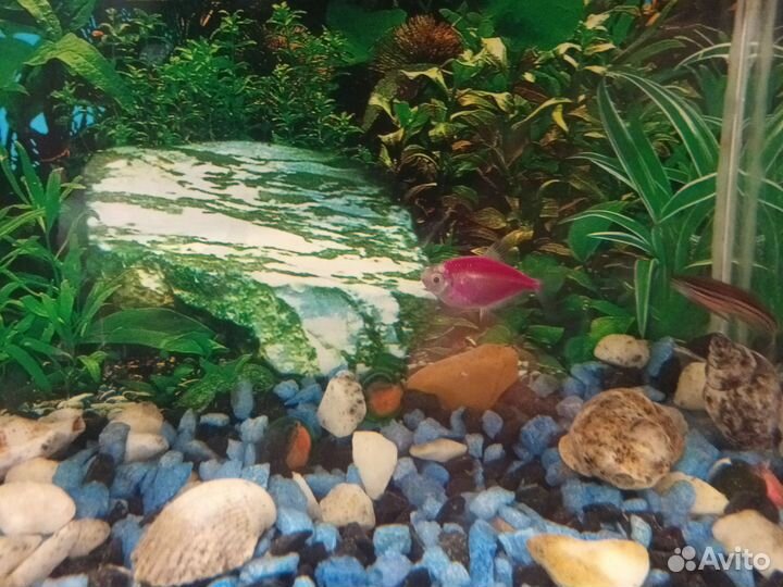 Аквариум
