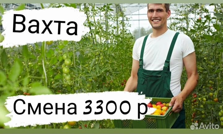 Овощевод.Вахта.С проживанием