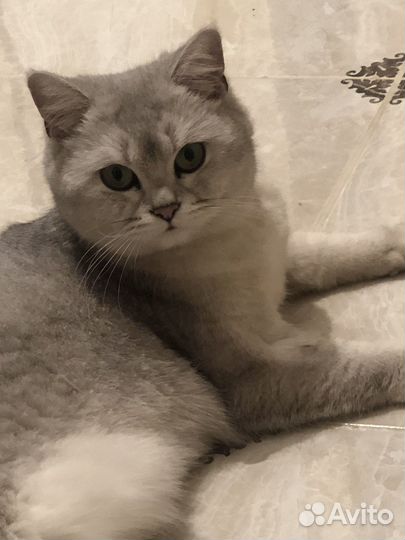 Британская кошка и кот