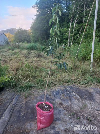 Саженцы хурмы, 3 года, инжирная/шоколад.королёк