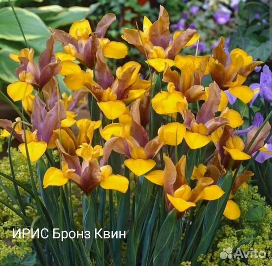 Рябчики Мелиагрес Миксед, Персия, аллиумы, ирисы