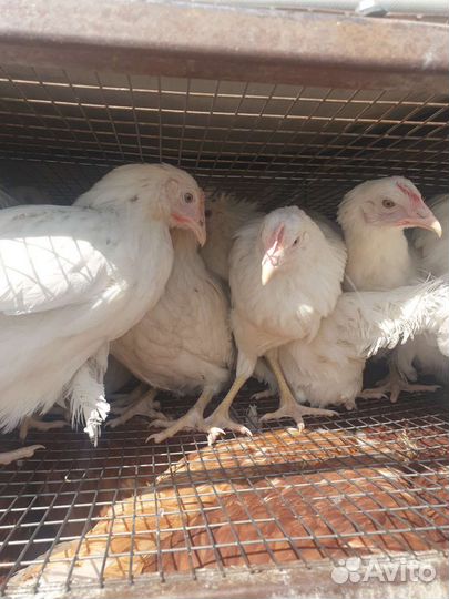 Куры несушки, молодки тюмень