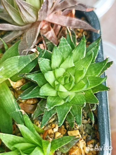 Суккуленты