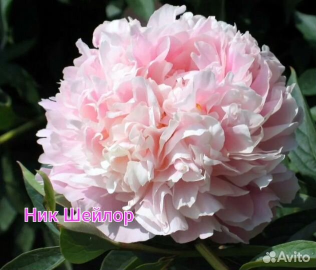 Бомбический Пион Ник Шейлор