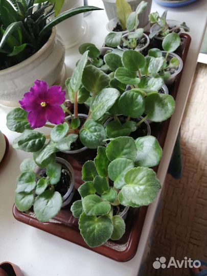 Фиалки в ассортименте